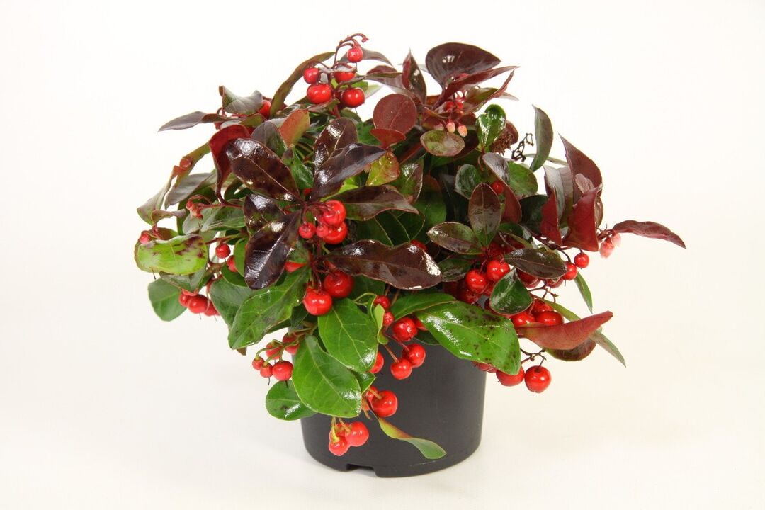 Wintergreen-ը Osteflex-ի հիմնական բաղադրիչն է